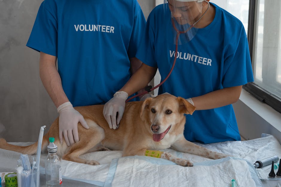 Beagle Health Issues: Prevention and Care for a Longer, Healthier Life